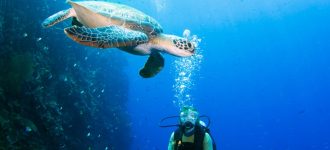 10 Surga Diving Terbaik Dunia Terumbu Indah, Kehidupan Laut Eksotis