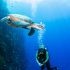 9 Lokasi Terumbu Karang Terbaik di Indonesia untuk Diving | BukaReview