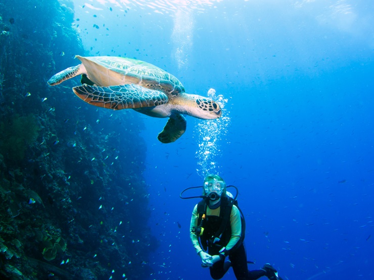 10 Surga Diving Terbaik Dunia Terumbu Indah, Kehidupan Laut Eksotis