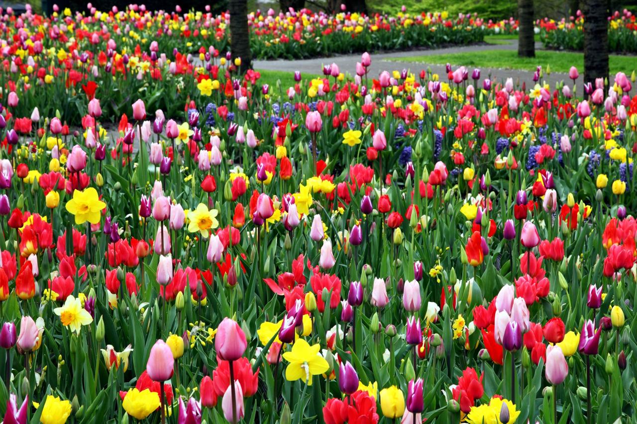 Yeah...This Is Me: Wisata Bunga Tulip dan Kincir Angin