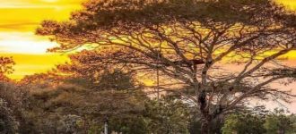 Eksotis, Taman Nasional Baluran Banyuwangi Afrika van Java