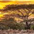 Pilihan 7 Aktivitas Seru Sehari di Taman Nasional Baluran Africa van Java