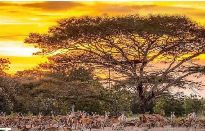 Eksotis, Taman Nasional Baluran Banyuwangi Afrika van Java