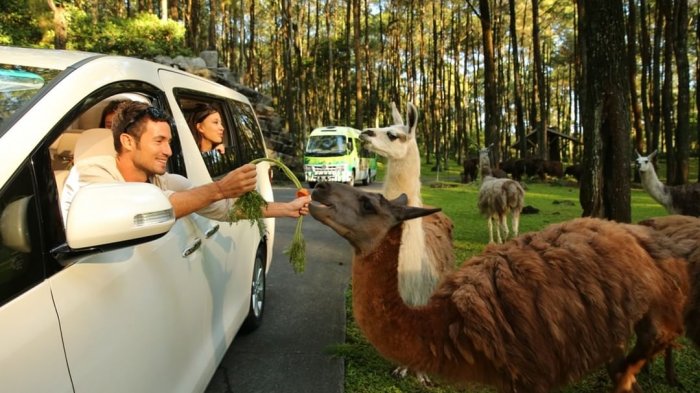Liburan ke Taman Safari Prigen, Nikmati Keseruan Ngabuburit di Zona ... Liburan keluarga hemat ke Taman Safari Prigen